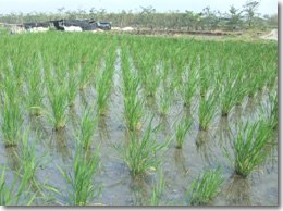 �}�R���_�P�̐��c